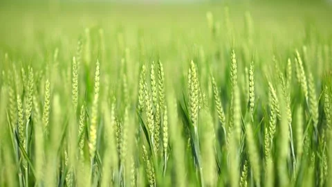 Wheat field in summer at slow motion Stock-Footage 334126546