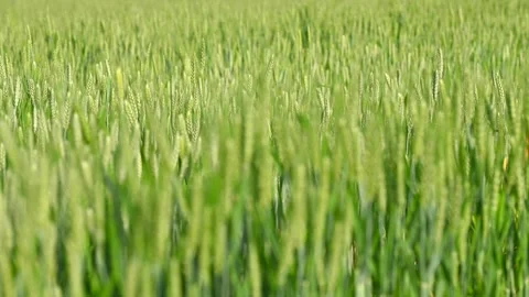 Wheat field in summer at slow motion Stock Footage 334126555