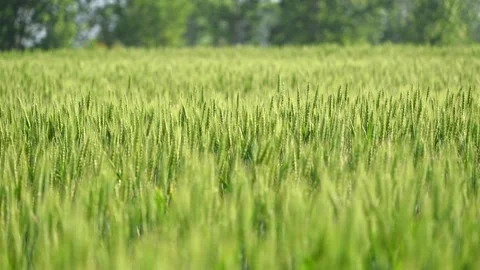Wheat field in summer at slow motion Stock Footage 334126558