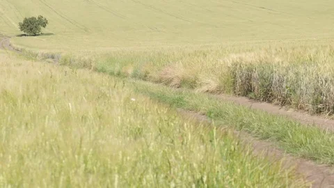 Wheat field in summer time Stock Footage