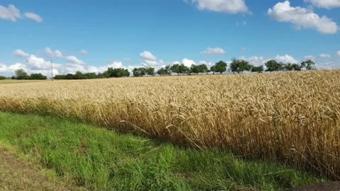 Wheat field in summer under a blue sky with clouds Stock Footage 152540284