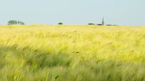 Wheat field in summer under a blue sky Stock Footage 244297119