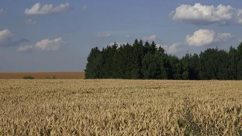 Wheat field in summer. Wheat on a field with forest in background. Stock Footage 79267613