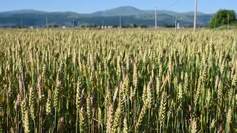 Wheat field in summer. Wheat grows in the field. Cereals. Stock Footage 282514133