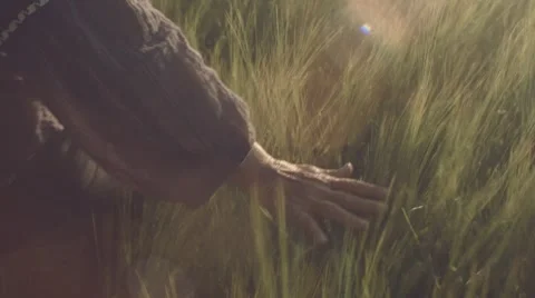 Wheat field on a summers day. 動画素材 67721360