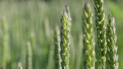 A wheat field in the sun blur background 4k 25fps video Stock Footage 277209306