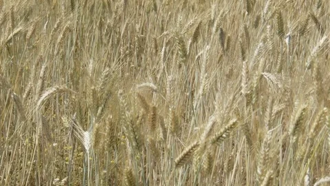 Wheat field in the sun Stock Footage 76890738
