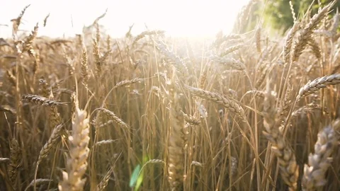 Wheat Field in the Sun Video stock 78133760
