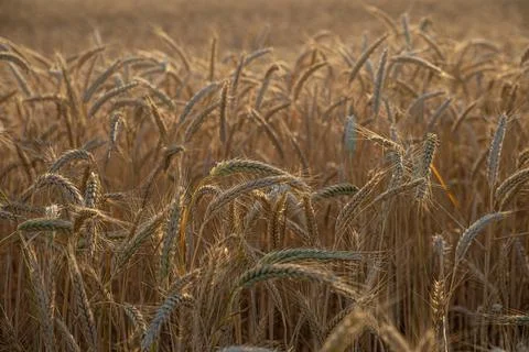 Wheat in the field with the sun going down Stock Photos