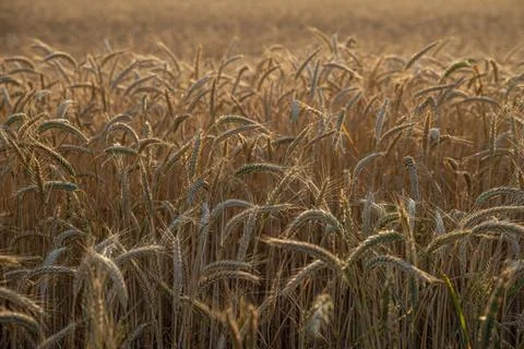Wheat in the field with the sun going down 스톡 사진