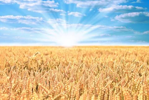 Wheat field with the sun Stock Photos