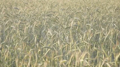 Wheat field,  sun,  Ukraine 스톡 동영상 77055255