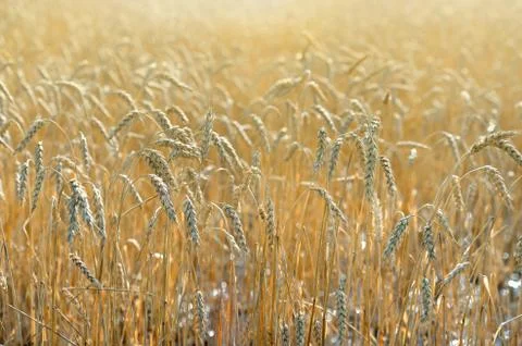 Wheat Field With Sunlight Stock Photos