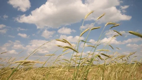 Wheat field on a sunny day with clouds Stock Footage 84880562