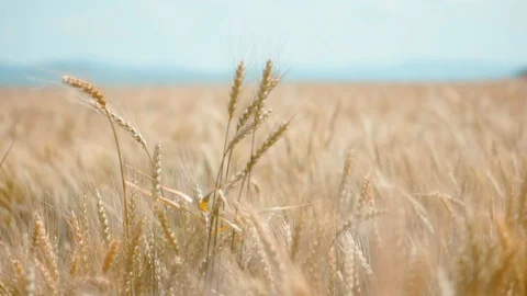 Wheat field in sunny day Stock Footage 95074209