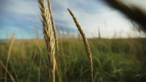 Wheat field on a sunny day Stock Footage 108740501