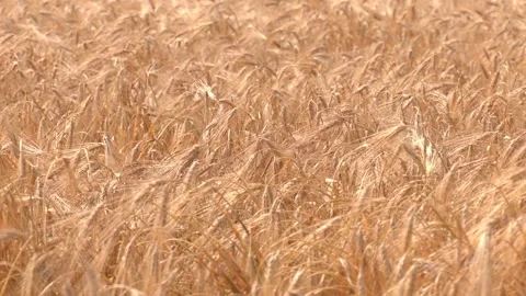 Wheat field on a sunny day. Grain farming, ears of wheat close-up Video stock 219225743