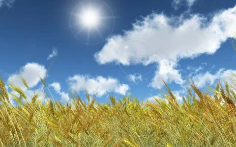 Wheat field on a sunny day Stock Illustration