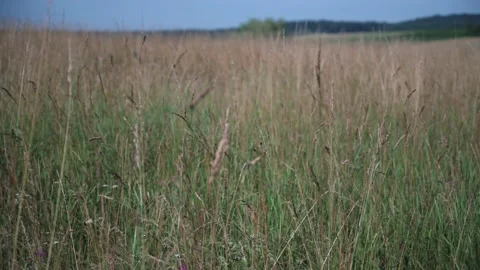 Wheat field on a sunny spring day Stock Footage 141465857