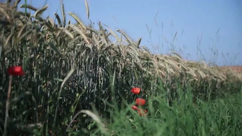 Wheat field on a sunny spring day Stock Footage 141466238