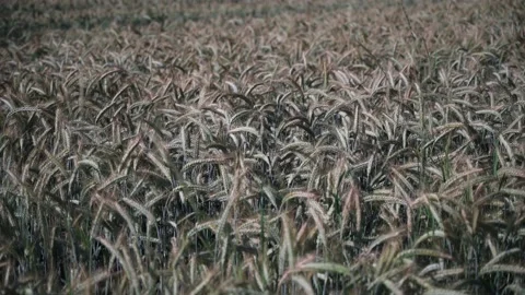 Wheat field on a sunny spring day Stock Footage 141466279
