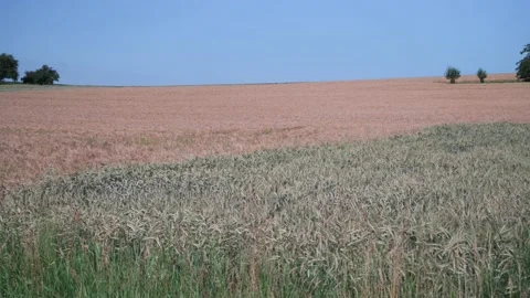Wheat field on a sunny spring day Stock Footage 141466715