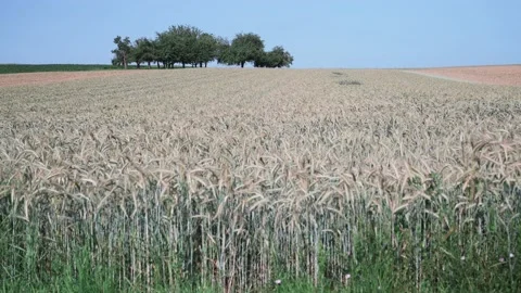 Wheat field on a sunny spring day Stock Footage 141466798