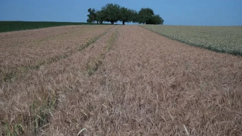 Wheat field on a sunny spring day Stock Footage 141467028