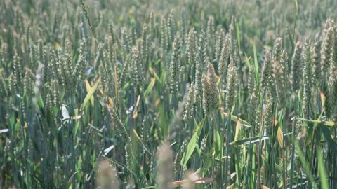 Wheat field on a sunny spring day Stock Footage 141467031