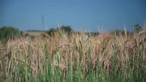 Wheat field on a sunny spring day Stock Footage 141470432