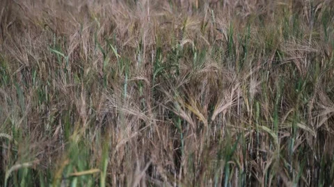 Wheat field on a sunny spring day Stock Footage 141470588