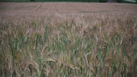 Wheat field on a sunny spring day Stock Footage 141470603