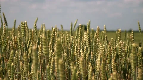 Wheat field on in sunny weather close-up Stock Footage 208530255