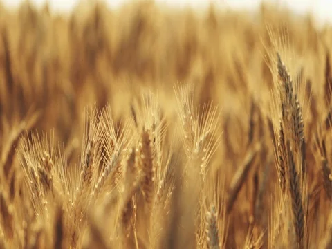 Wheat Field at Sunrise, CLOSE UP. SLOW MOTION 4K. Peaceful Cinematic Landscape Stock Footage 77817239