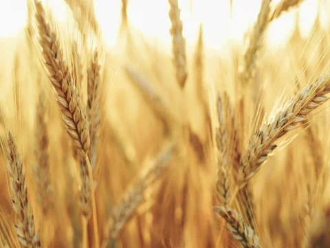 Wheat Field at Sunrise, CLOSE UP. SLOW MOTION 4K. Peaceful Cinematic Landscape Video stock 77817324