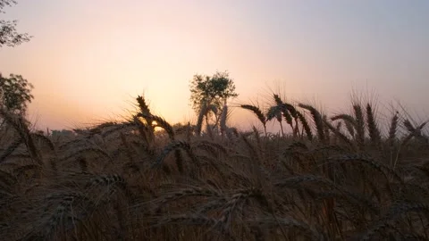 Wheat Field at Sunrise, Ears of wheat swaying at the wind at sunny morning. Stock Footage 239168608