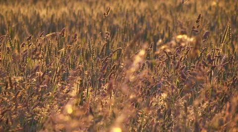 Wheat field at sunrise Stock Footage 46709965