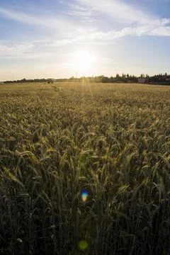 Wheat field at sunrise on a spring day Stock Photos