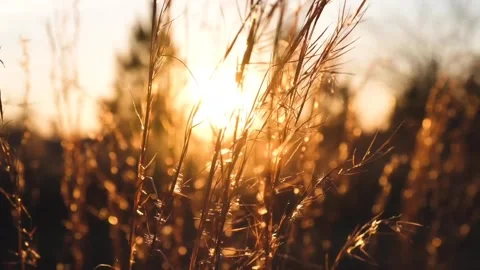 Wheat field sunrise view Stock-Footage 272181473