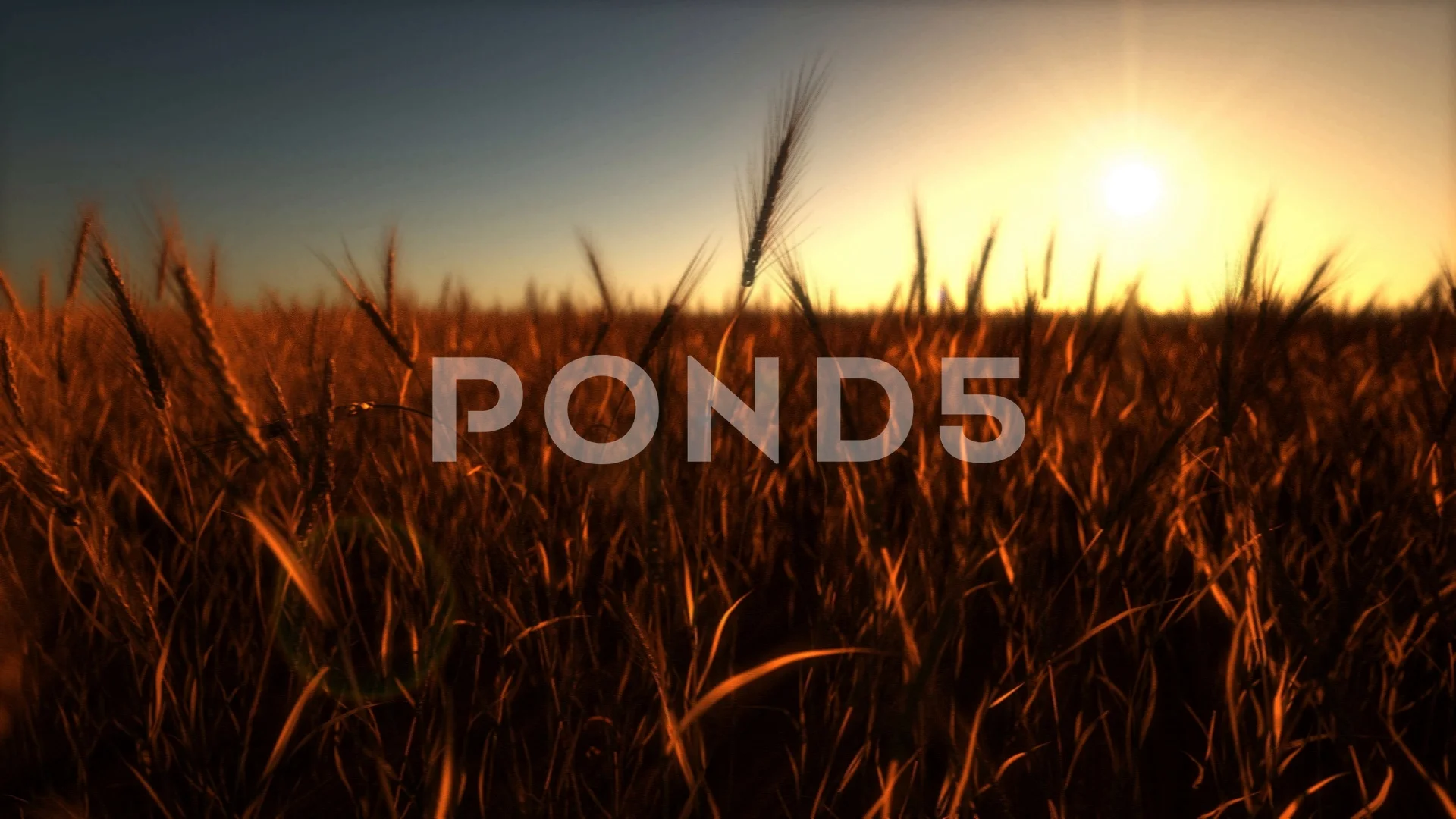 Wheat Field On Sunset Animation Loop Stock Video Pond5