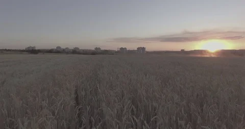 Wheat field at sunset on a background of a city buildings. Top view, D-Log. Stock Footage 101839283