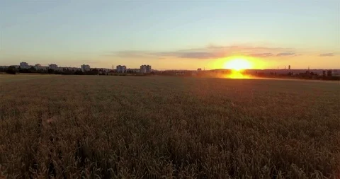 Wheat field at sunset on a background of a city buildings. Top view from a drone Stock Footage 101975497