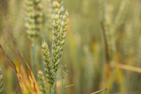 Wheat field on sunset background Stock Photos
