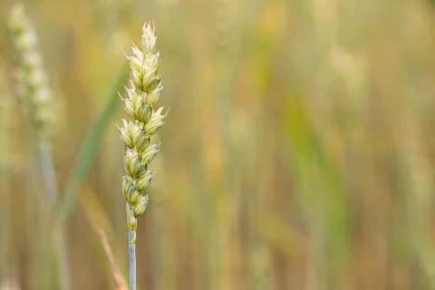 Wheat field on sunset background Stock Photos