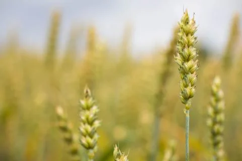 Wheat field on sunset background Stock Photos
