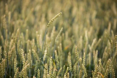 Wheat field on sunset background Stock Photos