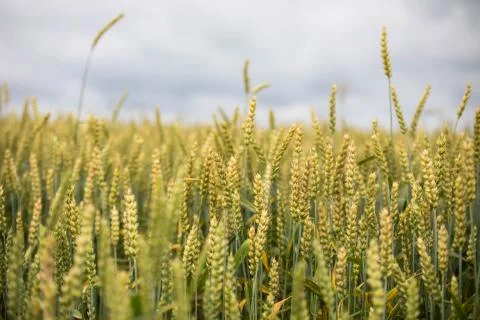 Wheat field on sunset background Stock Photos