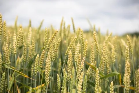 Wheat field on sunset background 스톡 사진