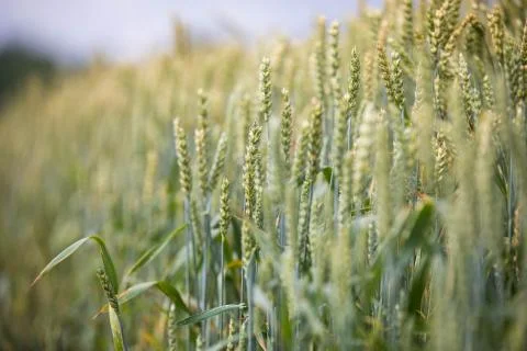 Wheat field on sunset background Stock Photos