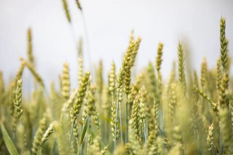 Wheat field on sunset background Stock Photos